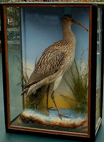 Whimbrel (Hutchings) [640x480].jpg